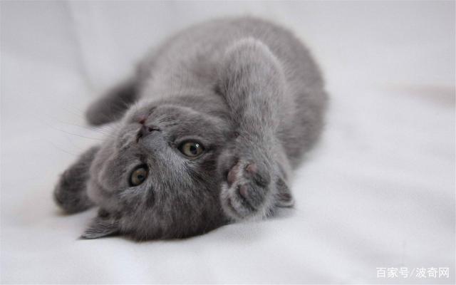 猫咪的尾巴会说话？带你解读8种猫尾形态的小秘密_预备