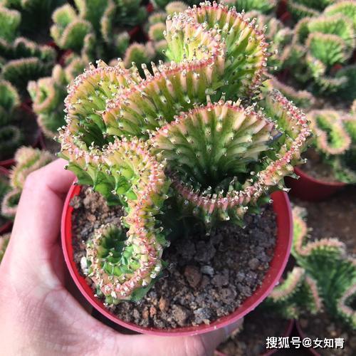 一进门摆鲜花好吗 0722f4c2153342ae84598a5709b5e34d.jpeg