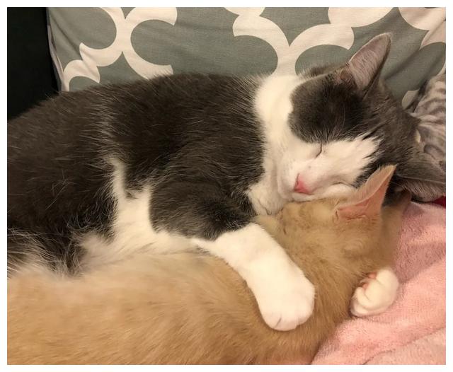 小橘猫缠着奶牛猫要奶喝,奶牛猫气的喵喵叫:我可是一只公猫