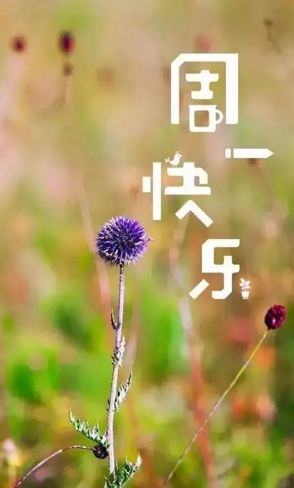 星期一最新漂亮早上好动态美图鲜花带字,早晨好幸福暖