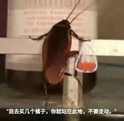 1b037a626bcc4958bf189b6cb2259363.jpeg