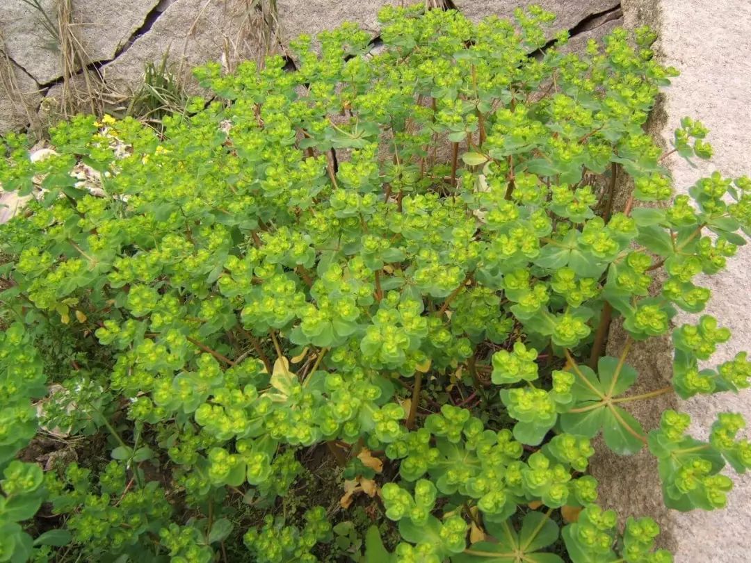 每日一花 泽漆:大戟科草本植物,有毒,全草可入药