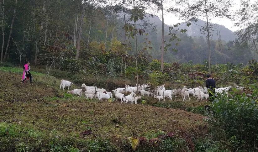 冬至节快要到了我们一起去白什乡吃羊肉