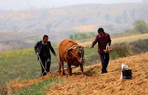 当代陶渊明李子柒，与抚仙湖是绝配