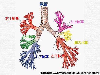 小孩支气管发炎发烧怎么办