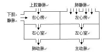 左心房人口_左心房右心房