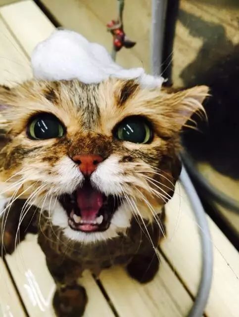 猫咪视频儿童版1-3岁动物世界 4aa0aa4c5bb4489f8a323e02779112df.jpeg