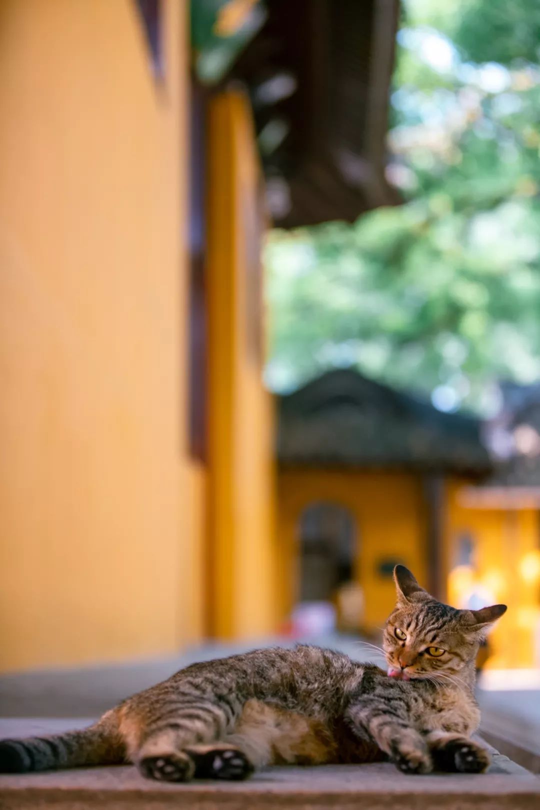 恬静悠闲的小日子苏州西园寺猫大赏