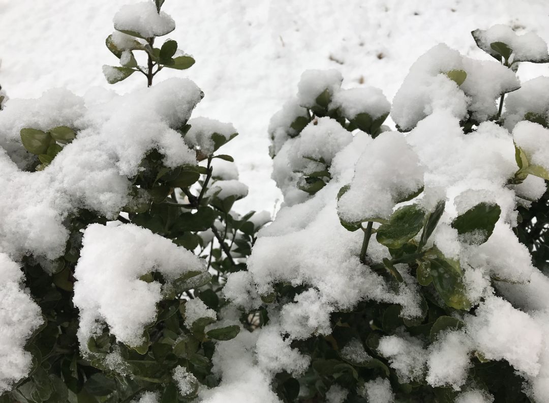 下雪了!宝坻今日下起鹅毛大雪!然而,可怕的是.