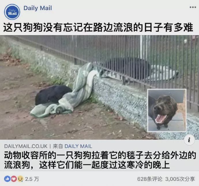 檢疫犬史賓格有了重大發現 寵物 第6張