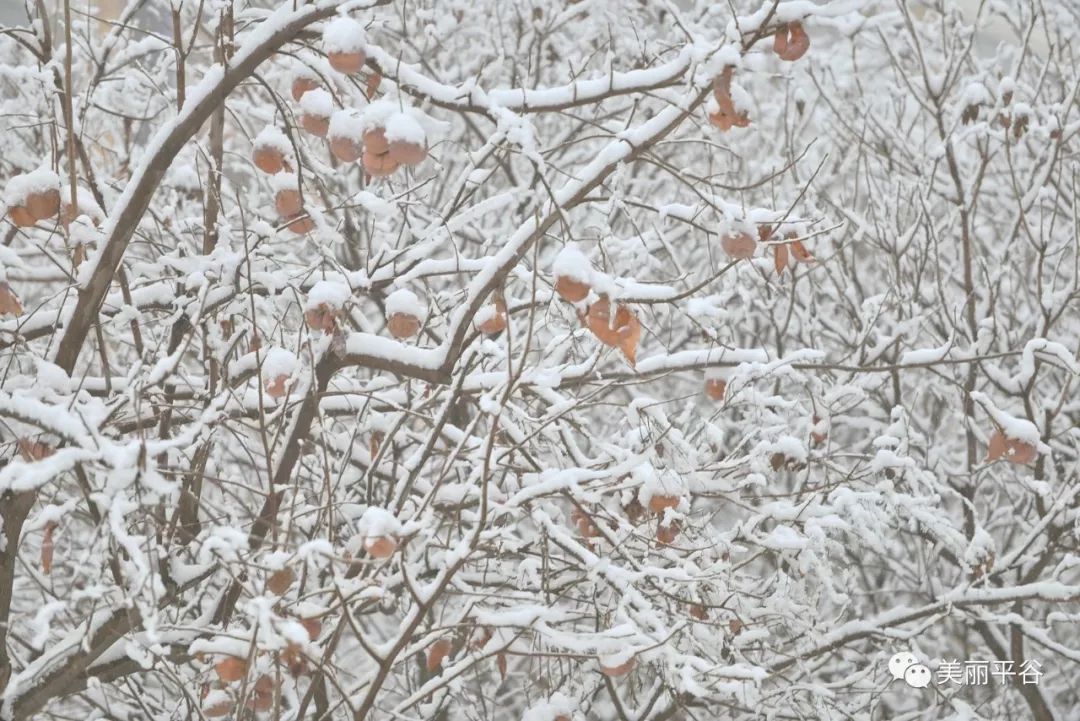 你们期待的平谷雪景的照片,来了!