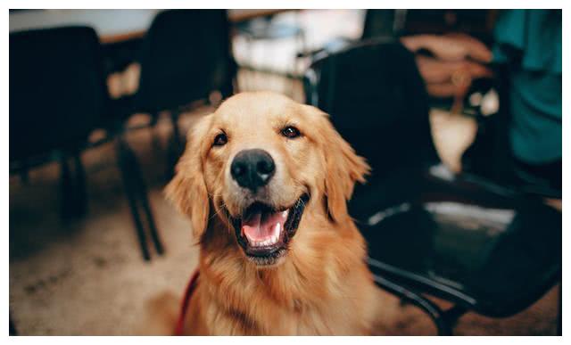 城市GDP吧慕洋犬_慕洋犬表情包