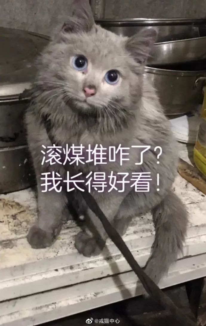 猫咪怎么发朋友圈说说 7b09c1983f4547d78c80567be9de7214.jpeg