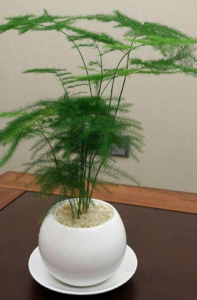 文竹人口_文竹盆景图片(2)