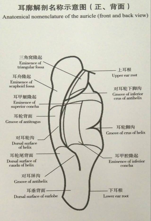 【名师笔记】中医耳诊笔记总结_耳轮