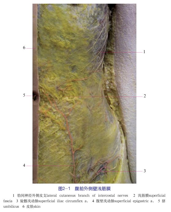 腹前外侧壁的层次和腹股沟管_腹部