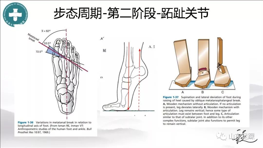 详解足踝部的生物力学机制