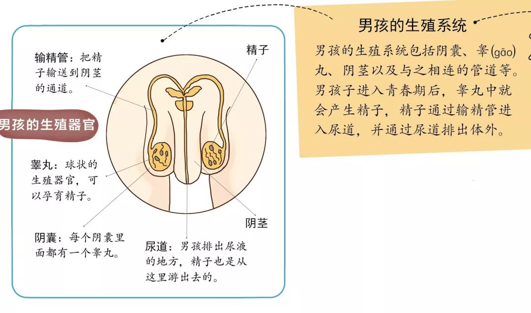 生殖系统发育成熟后,每个月都会有一个卵子通过输卵管进入子宫.