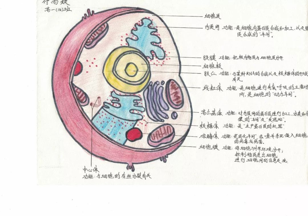 专业精美而且萌萌哒——淮南二中2022届细胞结构手绘