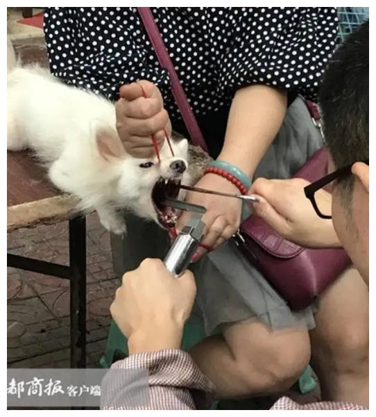 "把狗狗的声带切除后,我更爱它了"