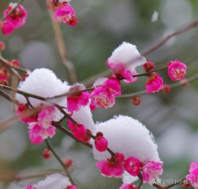 下联:雪压傲梅枝;求上联