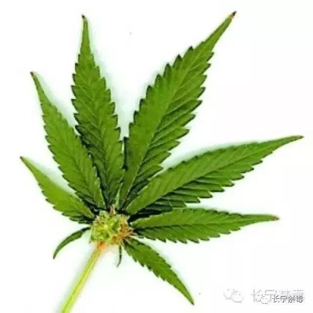 【禁毒知识】大麻及其危害_毒品