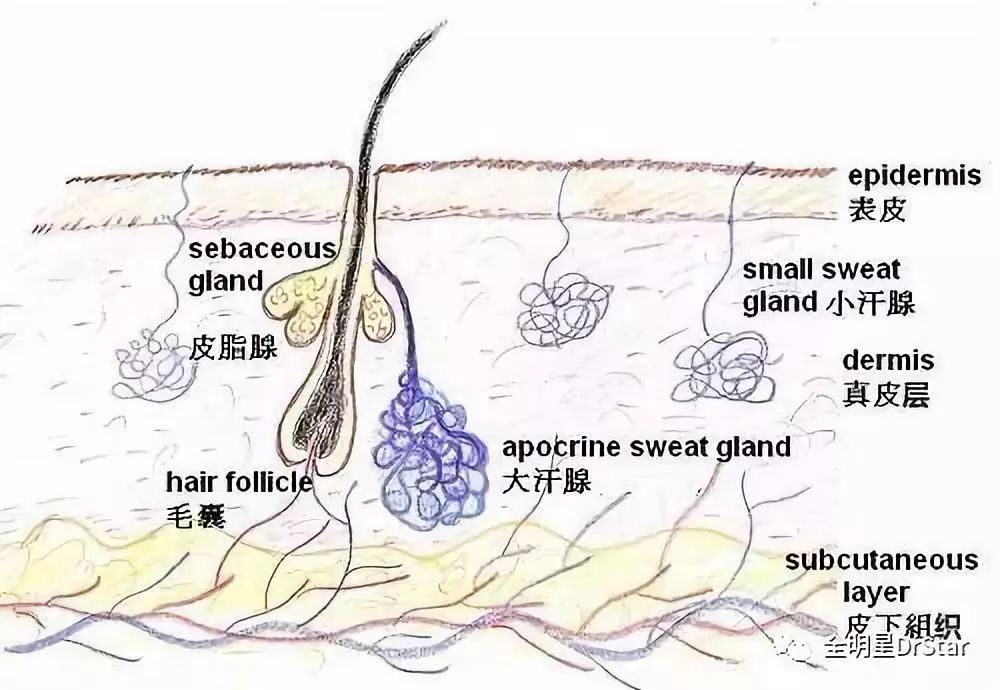 花生枝叶治失眠的原理_花生叶子可以治疗失眠(3)