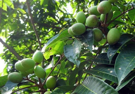 这种生果它便是橄榄,也叫黄榄,青果,山榄,白榄,红榄,青子,谏果,