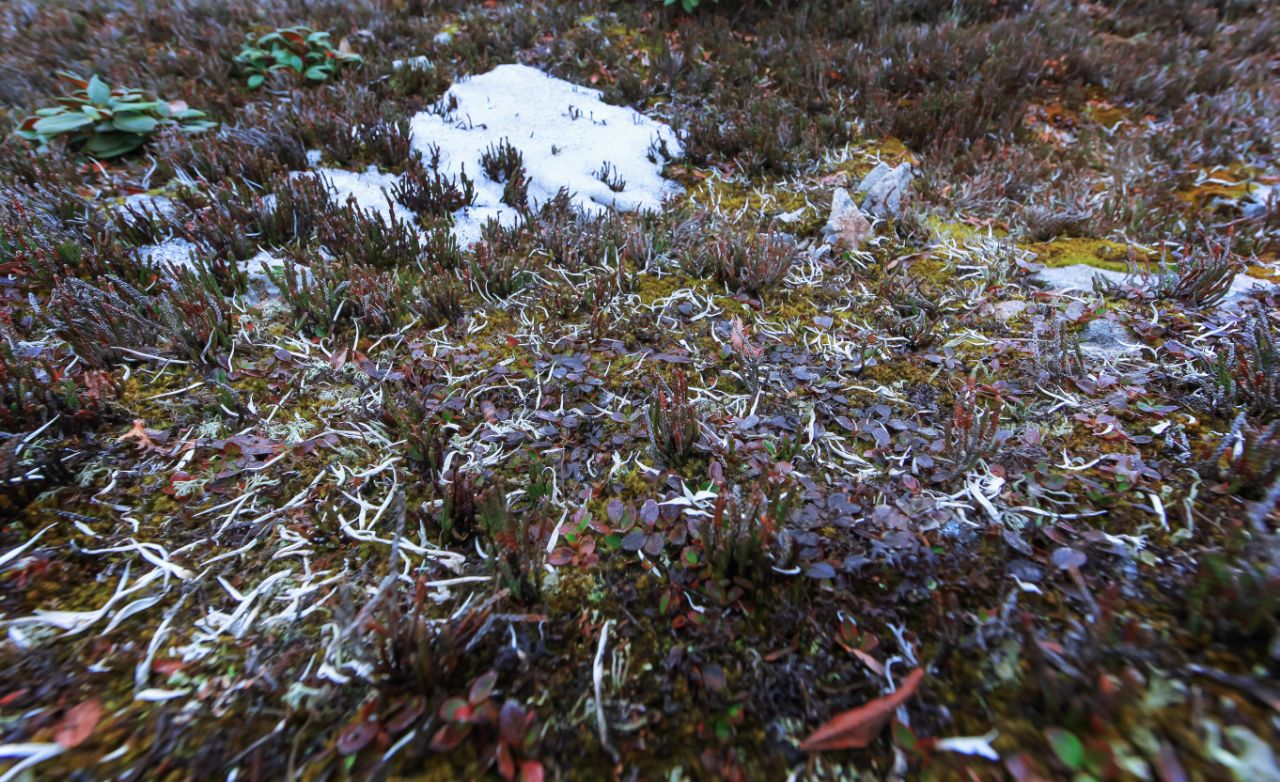 雪茶只能生长于海拔4000米以上雪域高山,系天然野生,不能人工栽培.