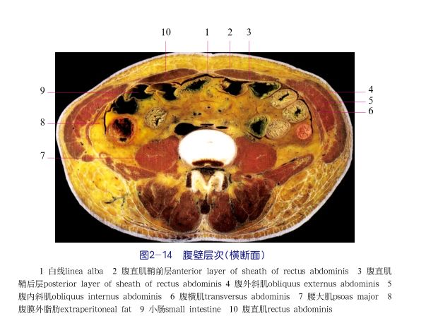 但在不同部位,腹壁的层次结构不同.
