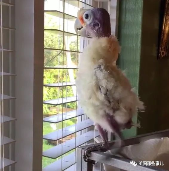 老婆收养了一只秃毛鹦鹉老公各种不情愿结果