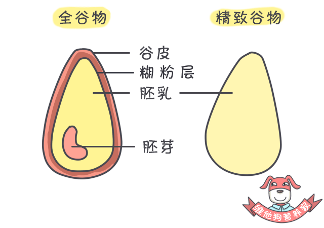 杂粮,粗粮,全谷物是同一种东西吗?粗杂粮真的能降低癌症风险吗?