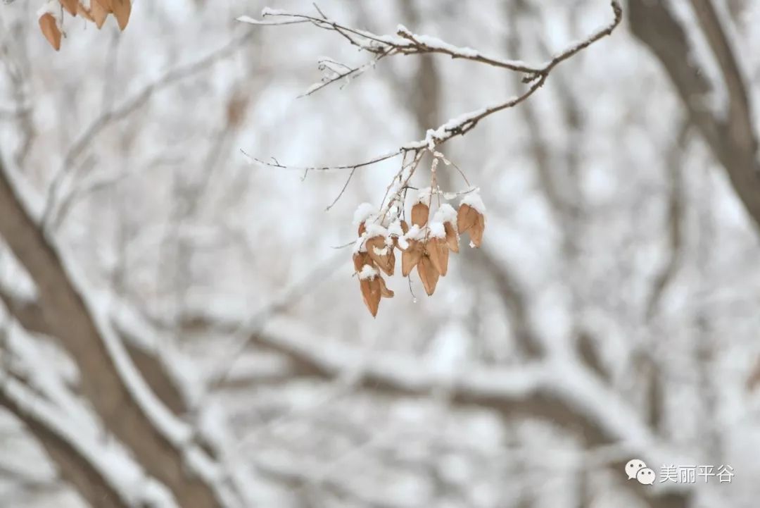 你们期待的平谷雪景的照片,来了!