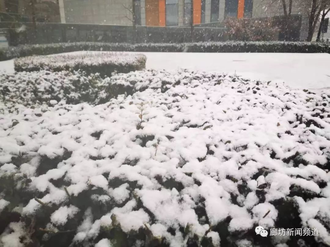 廊坊又下雪啦这次很大依旧美得不像话