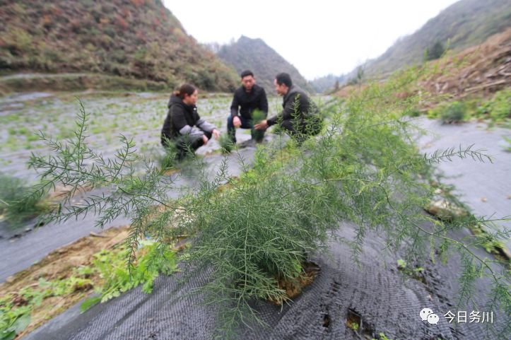 务川自治县红丝乡月亮村勇担使命 充分利用土地资源丰富的优势 大力