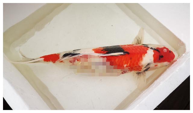 锦鲤鱼真菌感染烂身病危,注射实战!冬季冷水鱼