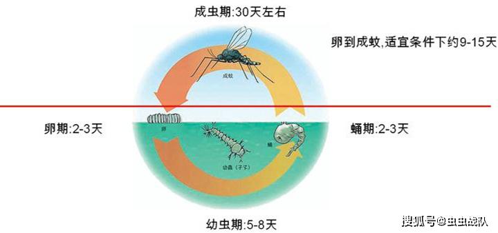 当前病媒生物防制工作的一个重点,随着气温降低,蚊虫的生长发育或吸血