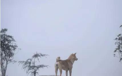 農村土狗半夜「狂吠」，打開門卻什麼也沒有，咋回事？答案來了 寵物 第2張