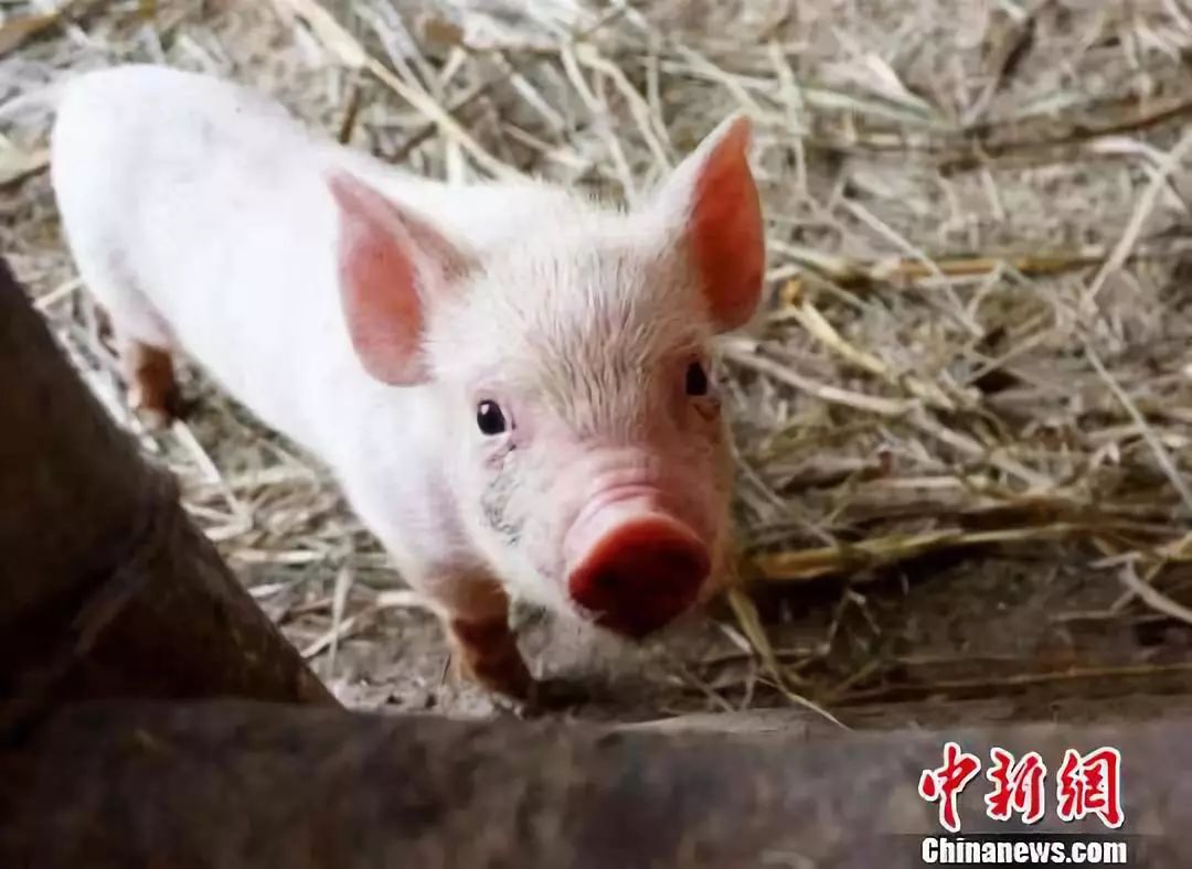 猪肉价格持续上升 2bf00532b64e42d7bc02b6d8daa19ca3.jpeg