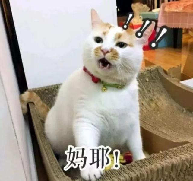 小猫的视频大全观看 2ce4222dc0fc4066ac0ed31262f0bdcf.jpeg
