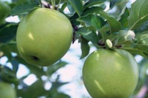 苹果加什么好吃又营养 30edeed2426c45aaa5f3d0de63b3458d.jpeg