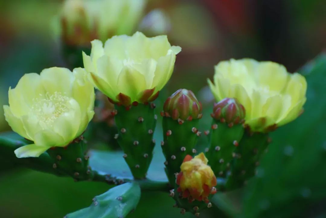太阳干干枯的树仙人掌猜成语_一个太阳的图片猜成语