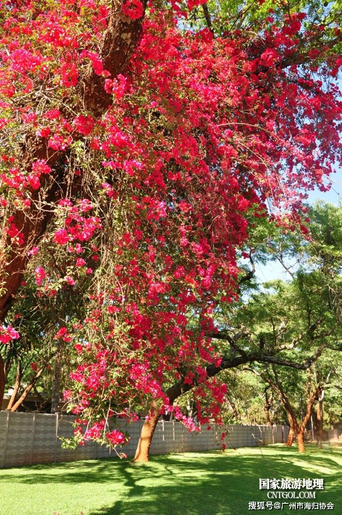 世界最美丽的"花树之城"非洲哈拉雷