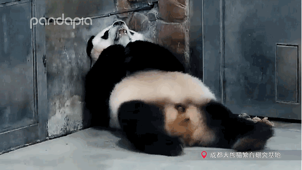 壁纸 大熊猫 动物 狗 狗狗 600_338 gif 动态图 动图