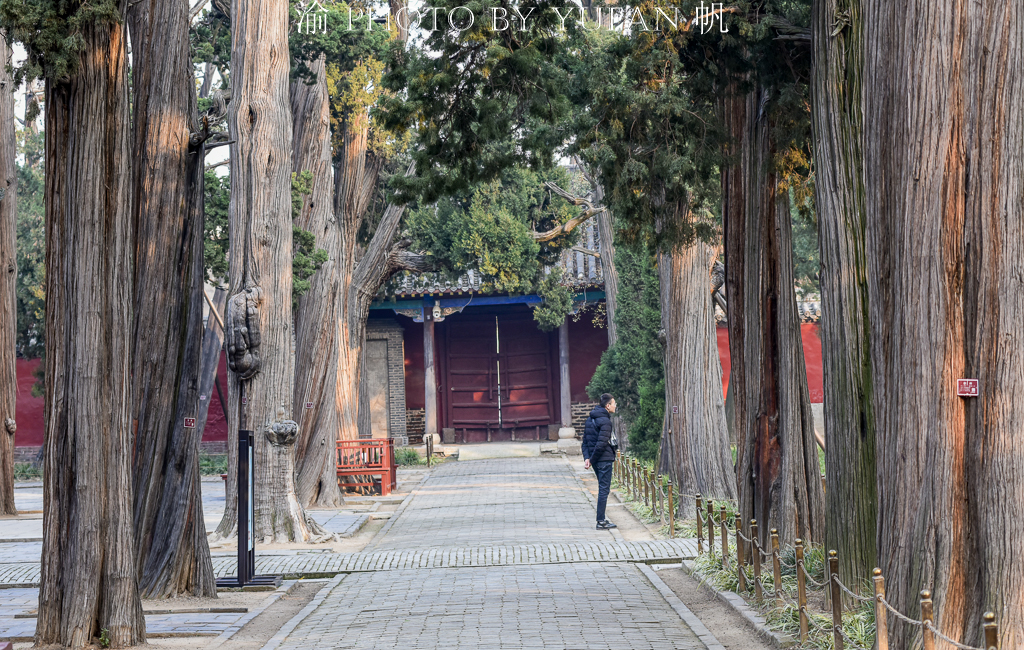2400年前孔子亲手种植的树像啥样？已悄然成为中国最古老的网红树