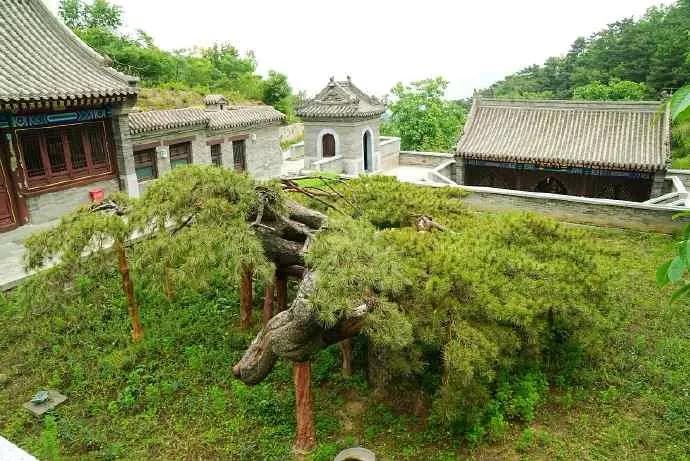 延寿寺"盘龙松"--讲述古树故事 让北京古树活起来