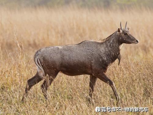 人口兽牛_人口普查图片(2)