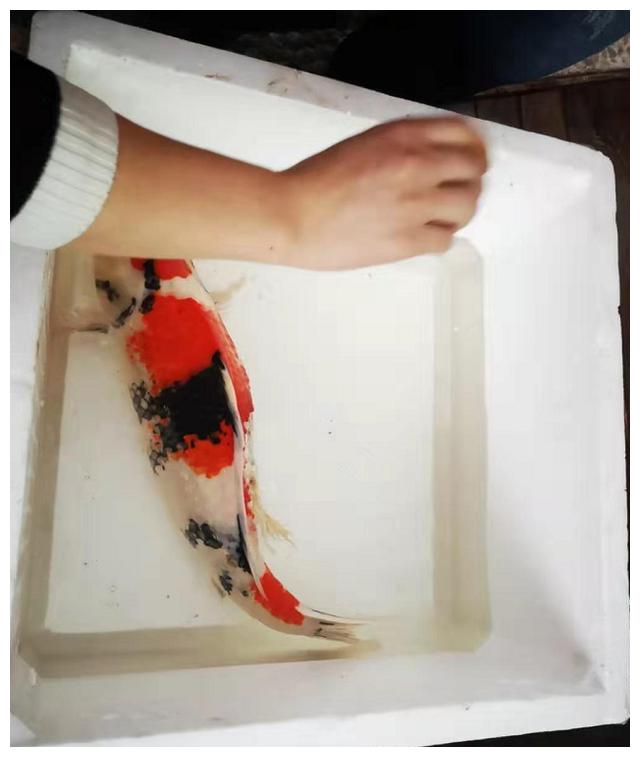 锦鲤鱼真菌感染烂身病危,注射实战!冬季冷水鱼