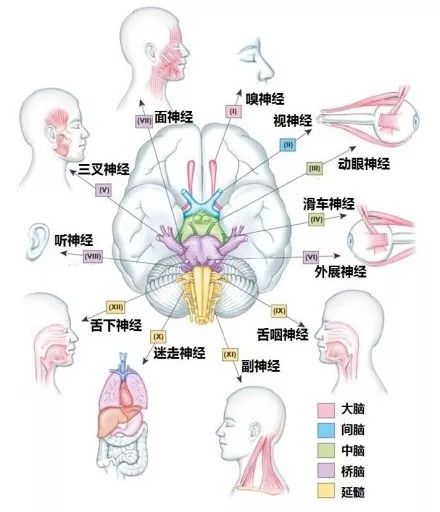 最齐全的神经系统解剖图建议转发收藏67