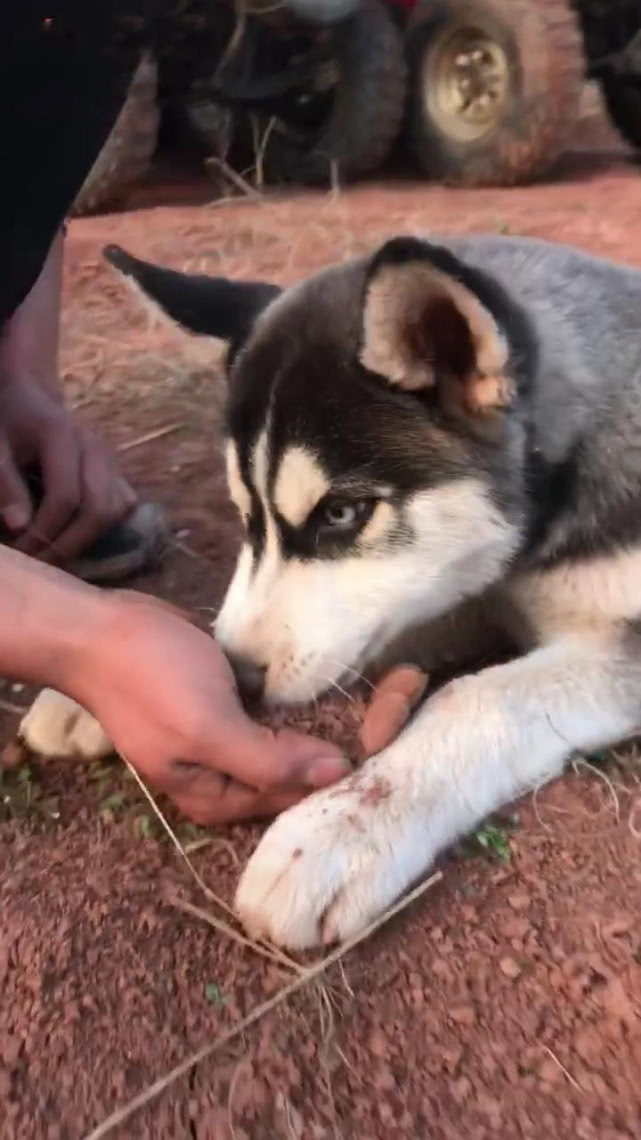 狗为啥会吃土 6aeb353c4524487abd5d455b5d565970.jpeg